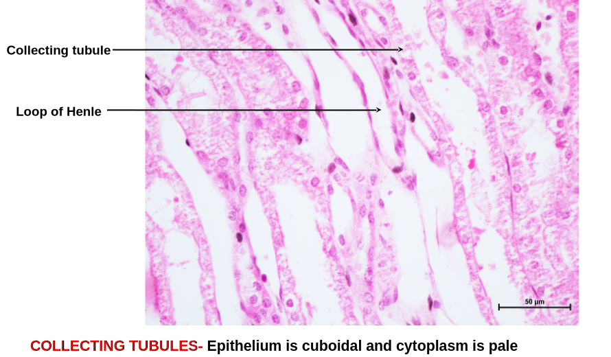Collecting Tubules 2